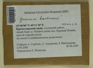 Grimmia hartmanii Schimp., Bryophytes, Bryophytes - North Caucasus & Ciscaucasia (B12) (Russia)