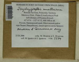 Isopterygiopsis catagonioides (Broth.) Ignatov & Ignatova, Bryophytes, Bryophytes - Russian Far East (excl. Chukotka & Kamchatka) (B20) (Russia)