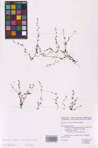 Myosotis stricta Link ex Roem. & Schult., Eastern Europe, Central forest-and-steppe region (E6) (Russia)