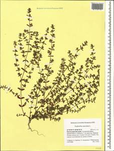Euphorbia maculata L., Caucasus, Krasnodar Krai & Adygea (K1a) (Russia)