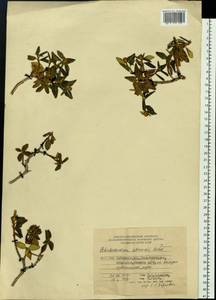 Rhododendron adamsii Rehder, Siberia, Russian Far East (S6) (Russia)