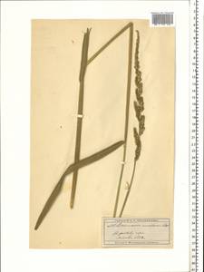 Beckmannia eruciformis (L.) Host, Eastern Europe, Moscow region (E4a) (Russia)