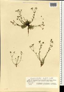 Chamaerhodos trifida Ledeb., Mongolia (MONG) (Mongolia)