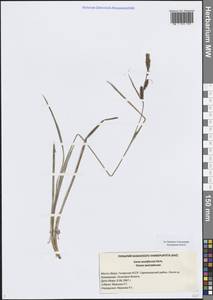 Carex acutiformis Ehrh., Eastern Europe, Middle Volga region (E8) (Russia)