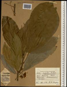 Cola nitida (Vent.) Schott & Endl., Africa (AFR) (Mali)