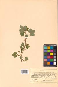 Ribes nigrum L., Siberia, Russian Far East (S6) (Russia)