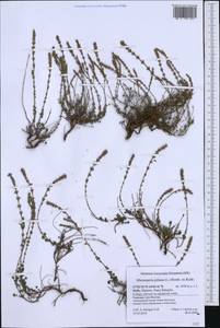 Micromeria juliana (L.) Benth. ex Rchb., Western Europe (EUR) (Italy)