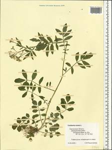 Cardamine amara L., Eastern Europe, Western region (E3) (Russia)