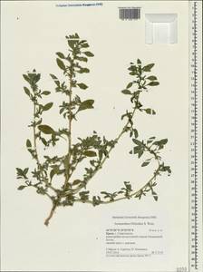 Amaranthus blitoides S.Watson, Crimea (KRYM) (Russia)