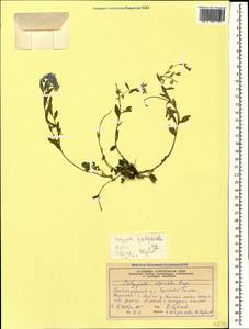 Polygala alpicola Rupr., Caucasus, Krasnodar Krai & Adygea (K1a) (Russia)