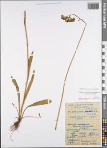 Pilosella caespitosa subsp. caespitosa, Eastern Europe, Moscow region (E4a) (Russia)