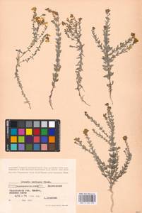 MHA 0 159 190, Linaria cretacea Fisch. ex Spreng., Eastern Europe, North Ukrainian region (E11) (Ukraine)