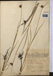 Bolboschoenus maritimus (L.) Palla, Middle Asia, Northern & Central Kazakhstan (M10) (Kazakhstan)