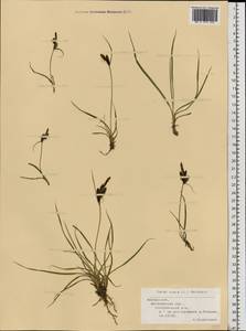 Carex nigra (L.) Reichard, Eastern Europe, Belarus (E3a) (Belarus)
