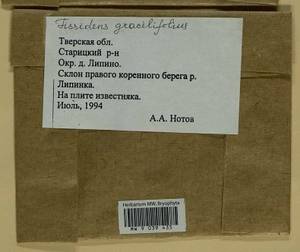Fissidens gracilifolius Brugg.-Nann. & Nyholm, Bryophytes, Bryophytes - Middle Russia (B6) (Russia)