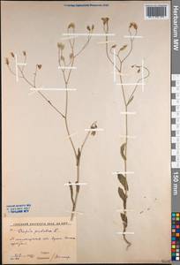 Crepis pulchra L., Middle Asia, Western Tian Shan & Karatau (M3) (Uzbekistan)