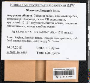 Dicranum flexicaule Brid., Bryophytes, Bryophytes - Russian Far East (excl. Chukotka & Kamchatka) (B20) (Russia)