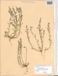 Alyssum turkestanicum Regel & Schmalh. ex Regel, Middle Asia, Kopet Dag, Badkhyz, Small & Great Balkhan (M1) (Turkmenistan)