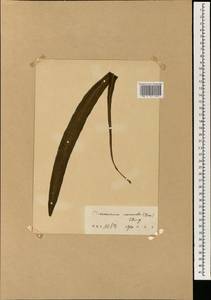 Lepisorus normalis (D. Don) C. F. Zhao, R. Wei & X. C. Zhang, South Asia, South Asia (Asia outside ex-Soviet states and Mongolia) (ASIA) (China)