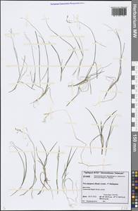 Poa alpigena Lindm., Siberia, Central Siberia (S3) (Russia)