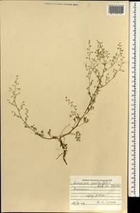 Artemisia anethifolia Weber ex Stechm., Mongolia (MONG) (Mongolia)