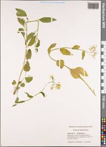 Eutrema integrifolium (DC.) Bunge, Middle Asia, Northern & Central Tian Shan (M4) (Kazakhstan)