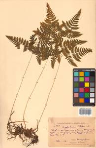 Gymnocarpium dryopteris (L.) Newman, Siberia, Russian Far East (S6) (Russia)