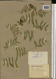 Vicia sepium L., Eastern Europe, North Ukrainian region (E11) (Ukraine)