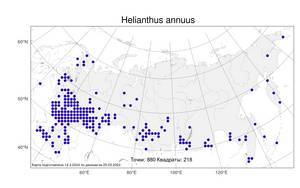 Helianthus annuus L., Atlas of the Russian Flora (FLORUS) (Russia)