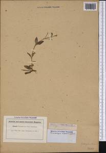 Bonnaya antipoda (L.) Druce, America (AMER) (Not classified)