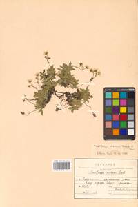 Micranthes merkii subsp. merkii, Siberia, Russian Far East (S6) (Russia)