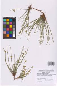 Ephedra distachya L., Eastern Europe, Lower Volga region (E9) (Russia)