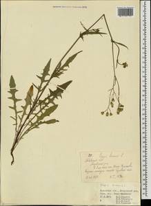 Crepis biennis L., Eastern Europe, West Ukrainian region (E13) (Ukraine)
