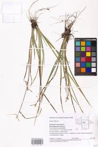 Carex flava L., Eastern Europe, Central region (E4) (Russia)