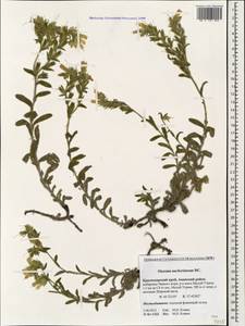 Onosma montana Sm., Caucasus, Krasnodar Krai & Adygea (K1a) (Russia)