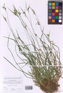 Carex pallescens L., Eastern Europe, Moscow region (E4a) (Russia)