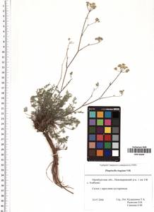 Pimpinella tragium Vill., Eastern Europe, Eastern region (E10) (Russia)