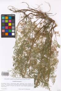 Artemisia abrotanum L., Eastern Europe, Moscow region (E4a) (Russia)