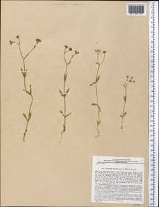 Valerianella eriocarpa Desv., Middle Asia, Pamir & Pamiro-Alai (M2) (Tajikistan)