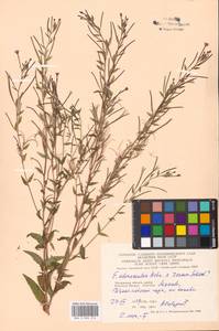 Epilobium adenocaulon × roseum, Eastern Europe, Moscow region (E4a) (Russia)