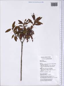 Kalmia angustifolia L., America (AMER) (United States)