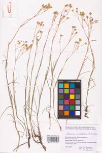 Eremogone saxatilis (L.) Ikonn., Eastern Europe, Central forest-and-steppe region (E6) (Russia)