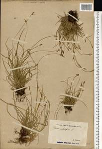 Carex pilulifera L., Eastern Europe, Estonia (E2c) (Estonia)