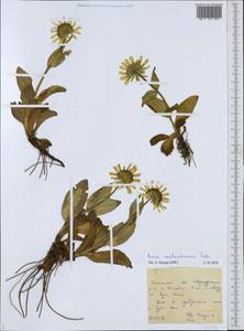 Arnica unalascensis Less., Siberia, Russian Far East (S6) (Russia)