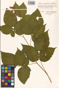 Rubus nessensis Hall, Eastern Europe, Moscow region (E4a) (Russia)