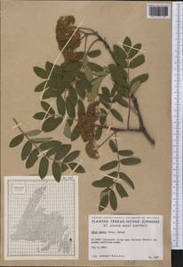 Sorbus decora (Sarg.) C. K. Schneid., America (AMER) (Canada)