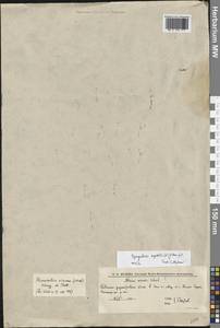 Spergularia segetalis (L.) G.Don, Eastern Europe, Lower Volga region (E9) (Russia)