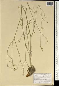 Dichoropetalum platycarpum (Boiss.) Pimenov & Kljuykov, South Asia, South Asia (Asia outside ex-Soviet states and Mongolia) (ASIA) (Iran)