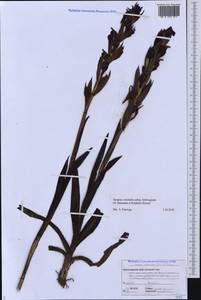 Serapias orientalis subsp. orientalis, Caucasus, Black Sea Shore (from Novorossiysk to Adler) (K3) (Russia)