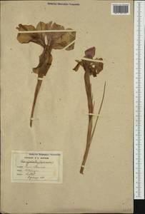 Iris lutescens Lam., Western Europe (EUR) (Not classified)